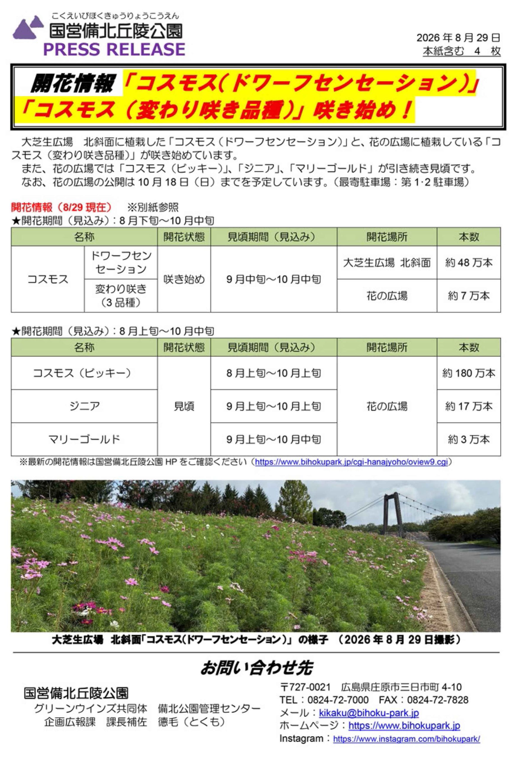 開花情報 「コスモス（ドワーフセンセーション）」「コスモス（変わり